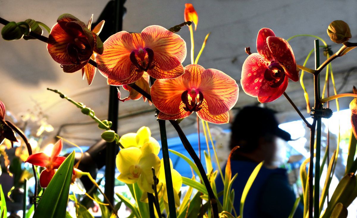 Best of Missouri Market weekend at Botanical Garden, Oct. 2, 2015